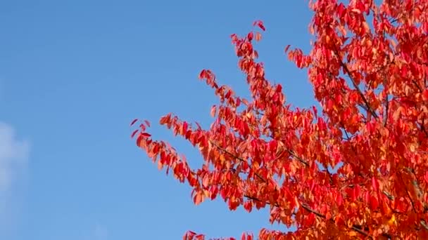 Las hojas en el árbol — Vídeos de Stock