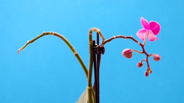 Orchidea in vaso di fiori — Video Stock