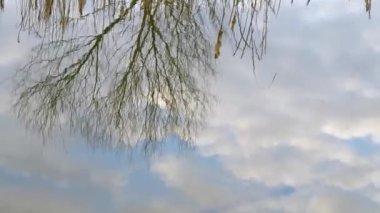 göletin yüzeyinde ağaç ve gökyüzü yansıma.