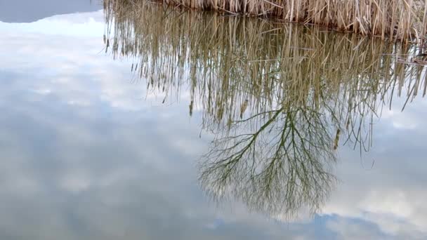 Reflexión de cañas sobre el estanque — Vídeos de Stock