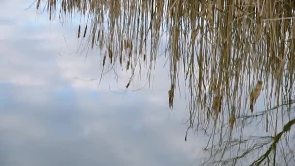 Reeds reflexão sobre a lagoa — Vídeo de Stock