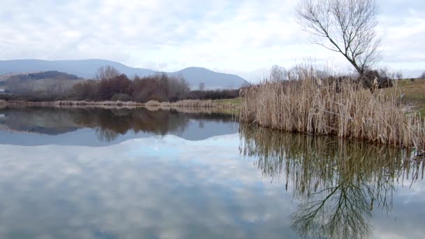 Rákosí odraz na rybníku — Stock video