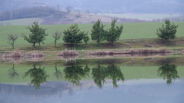 Отражение деревьев в воде — стоковое видео