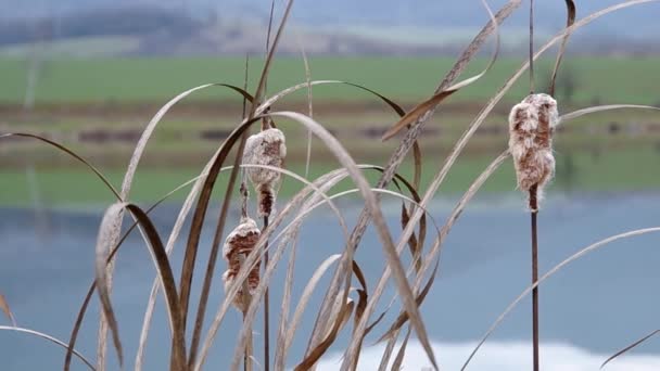 Rákosí na břehu rybníka — Stock video