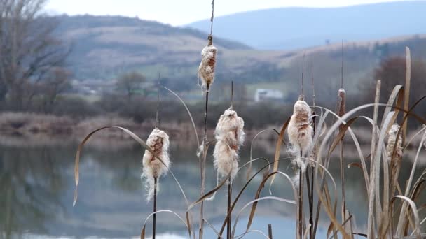 Reeds no banco de uma lagoa — Vídeo de Stock