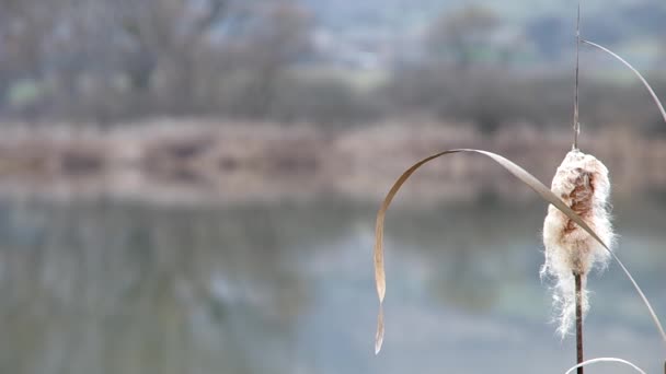 Reeds no banco de uma lagoa — Vídeo de Stock