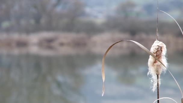 Reeds no banco de uma lagoa — Vídeo de Stock