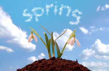 Snowdrop grown in soil clipart