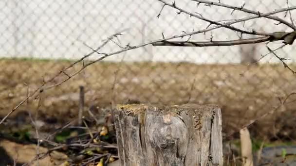 Ax 和树的树桩 — 图库视频影像