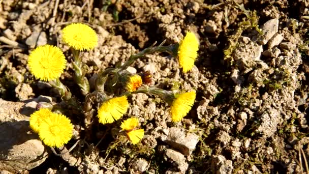 Sarı coltsfoot — Stok video