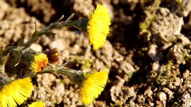 Yellow coltsfoot — Stock Video