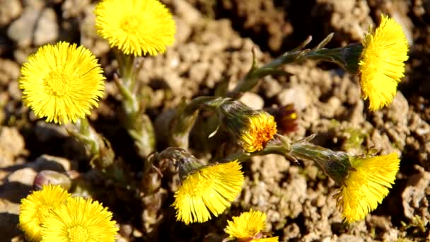 Coltsfoot amarelo — Vídeo de Stock