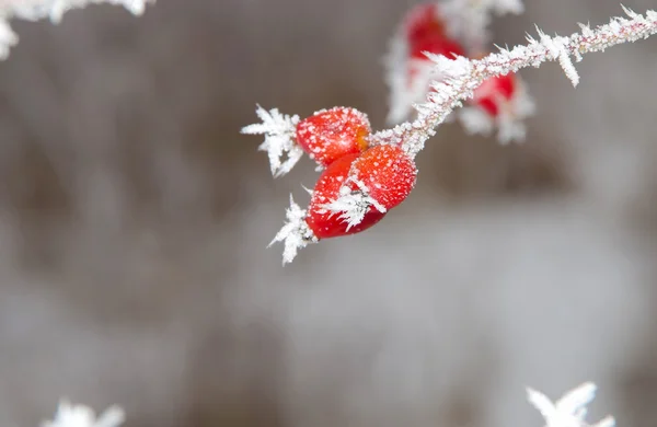 Frozen rose hips — Stock Photo, Image