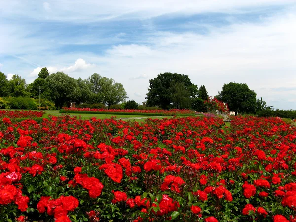 Beds of roses — Stock Photo, Image