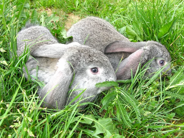 Yabani tavşan çim — Stok fotoğraf