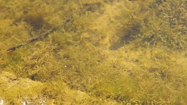 Fische im Gartenteich — Stockvideo