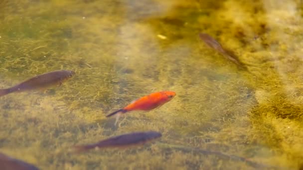 Peces en el estanque del jardín — Vídeos de Stock