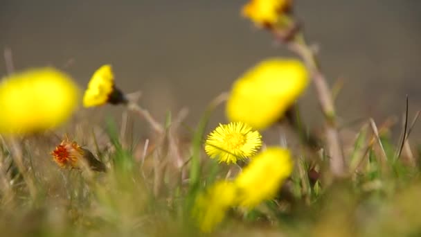 Coltsfoot на берегу пруда — стоковое видео