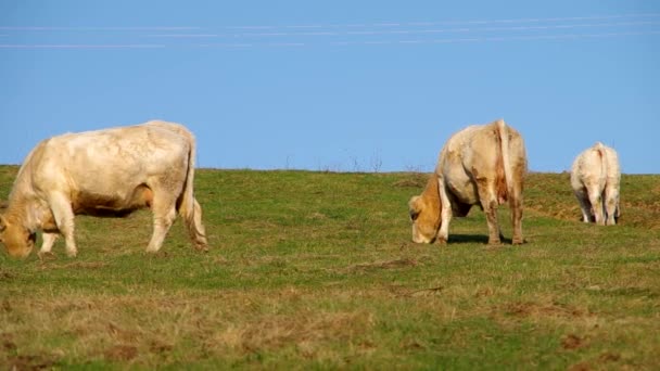 Корови пасуться на зеленому лузі — стокове відео