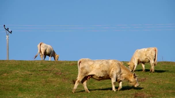 Las vacas pastan en un prado verde — Vídeos de Stock
