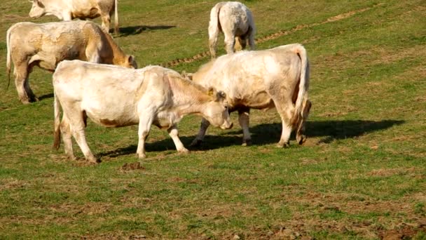 Kudde witte koeien — Stockvideo