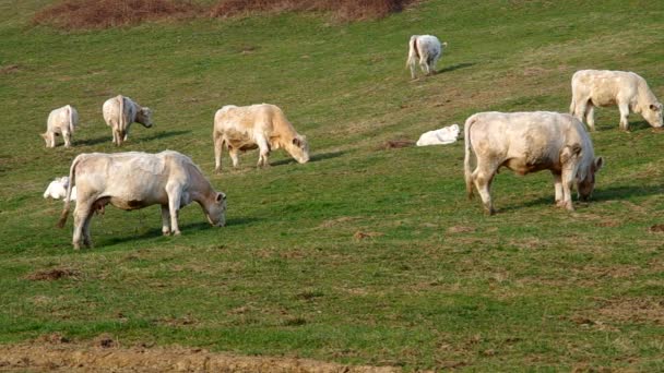 Стадо белых коров — стоковое видео