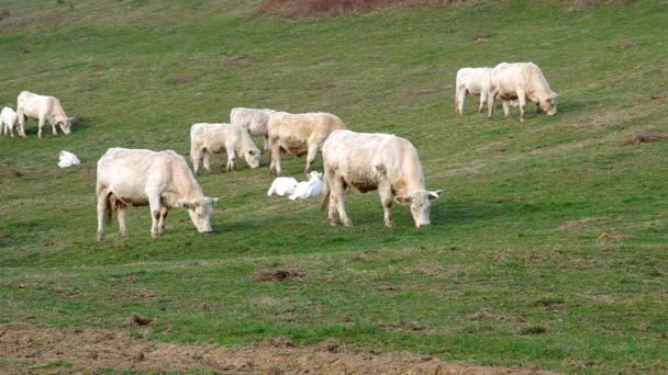 Manada de vacas blancas — Vídeos de Stock