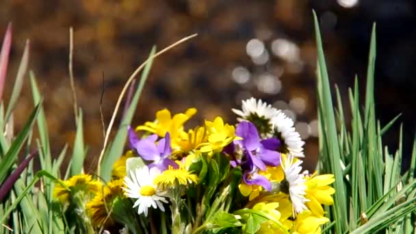 Мікс весняних квітів — стокове відео