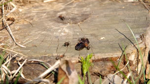 Myror och ollonborre — Stockvideo