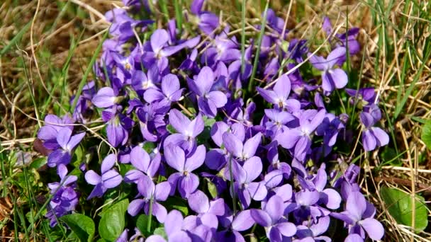 Violets flower