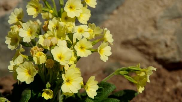 Gula primroses — Stockvideo