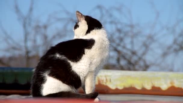 Katt på ett platt tak — Stockvideo