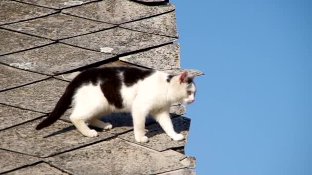 Katt på asbest tak — Stockvideo