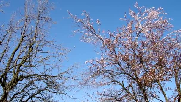 Pohon plum mekar dan pohon pir — Stok Video