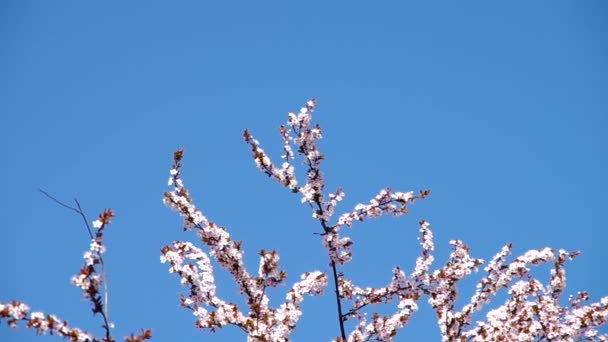 Blooming plum tree — Stock Video