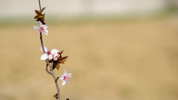 Blumiger Zweig des Pflaumenbaumes — Stockvideo