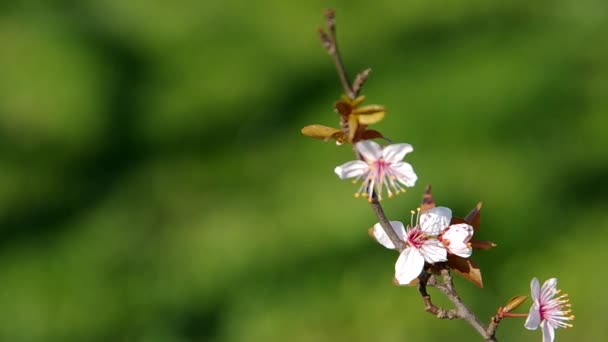 Blumiger Zweig des Pflaumenbaumes — Stockvideo