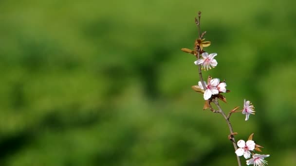 Flowery branch of plum tree — Stock Video
