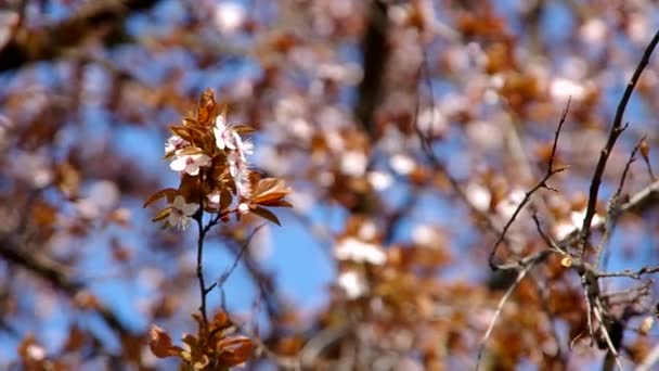 Kvetoucí švestka strom — Stock video