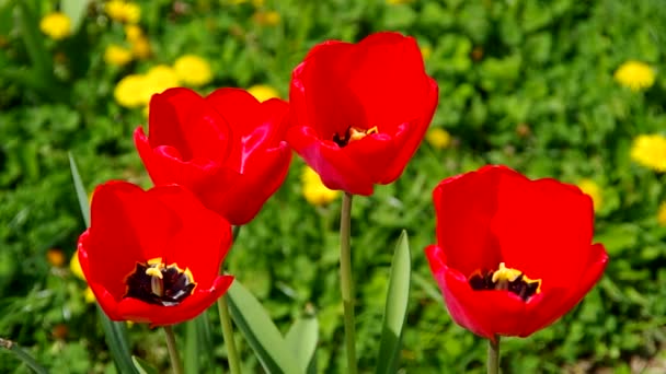 Tulipanes rojos en el viento — Vídeos de Stock