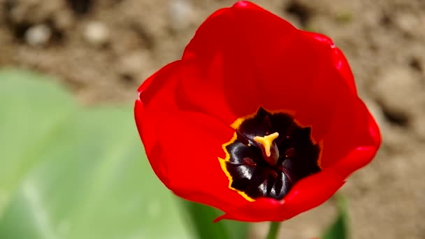 Tulipán rojo en flor — Vídeo de stock