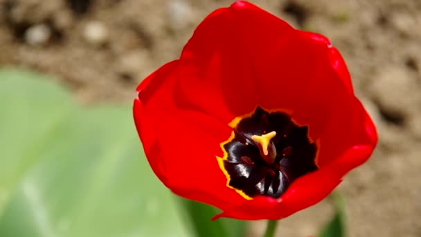 tulipe rouge en fleurs 