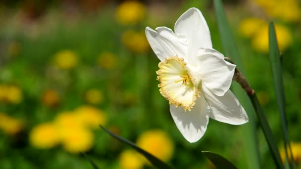 Narciso blanco — Vídeos de Stock