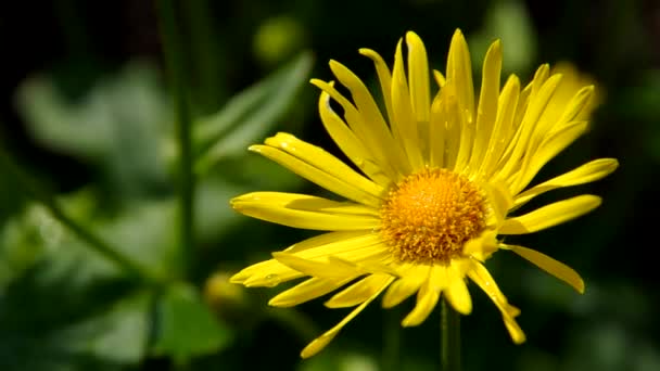 Fleur jaune 