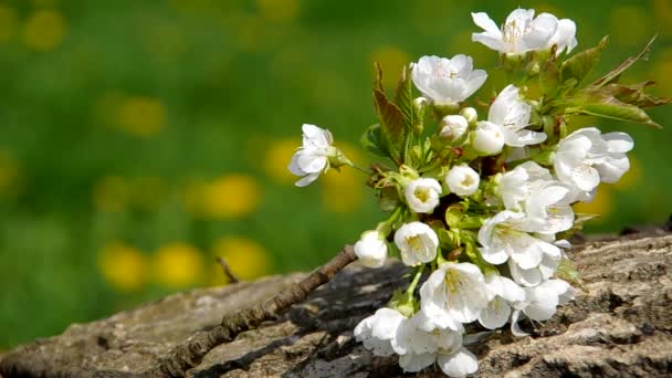 Blooming branch of cherry tree — Stock Video