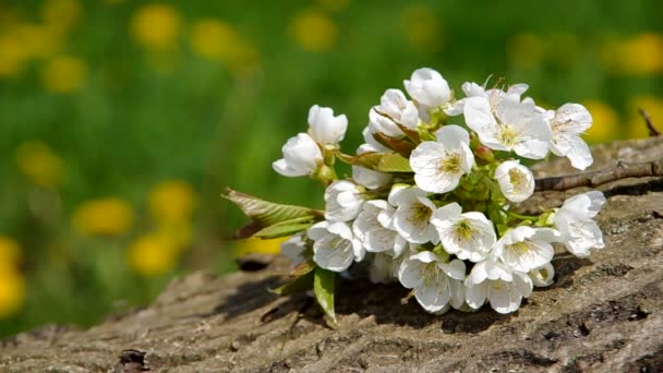 Blooming branch of cherry tree — Stock Video