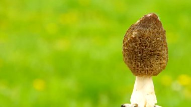 morchella mantarı