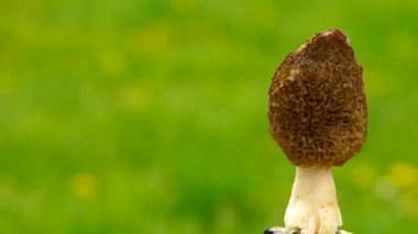 morchella mantarı