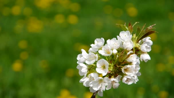 Blommande gren på körsbärsträd — Stockvideo