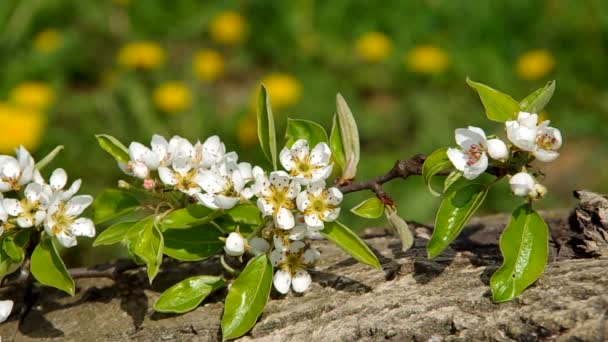 Blooming branch of pear tree — Stock Video